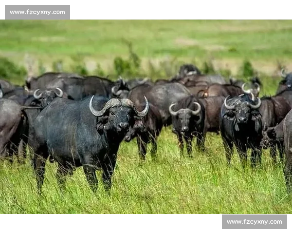 牛vs野牛力量速度耐力智慧全面对决谁才是真正王者自然草原生存法则终极较量